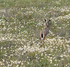 Lepus granatensis