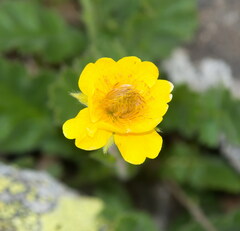 Geum