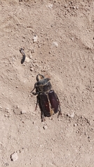 Mallodon spinibarbis