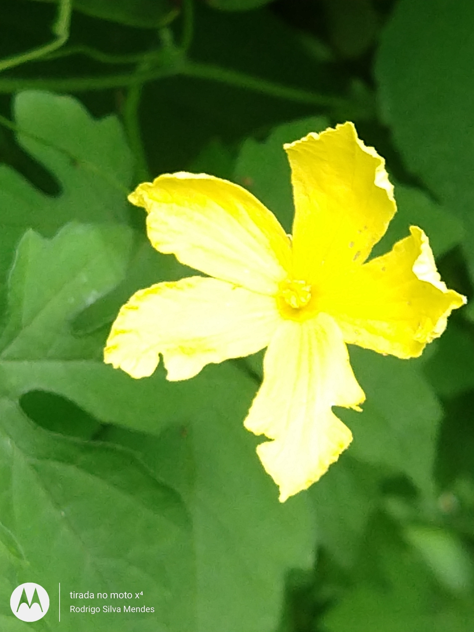 Momordica charantia