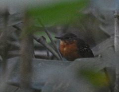 Myrmelastes rufifacies