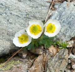 Ranunculus glacialis