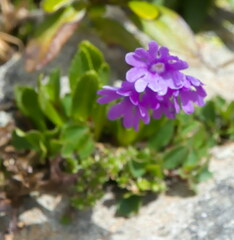 Primula glutinosa