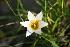 Romulea bulbocodium