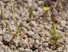 Urospermum picroides