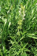 Stachys atherocalyx
