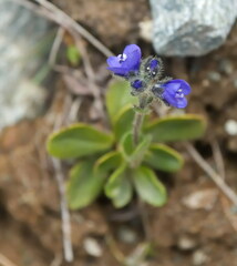Veronica bellidioides