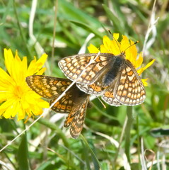Euphydryas aurinia aurinia