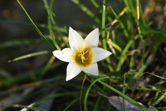 Romulea bulbocodium