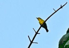 Vireolanius leucotis