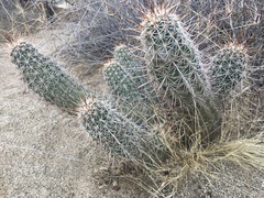 Echinocereus engelmannii fasciculatus