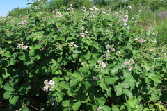 Rubus ibericus