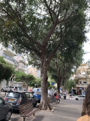Ficus