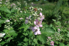 Rubus ibericus