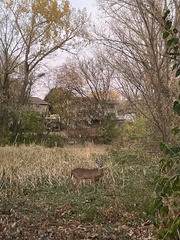 Odocoileus virginianus