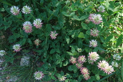Trifolium ambiguum