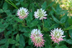 Trifolium ambiguum