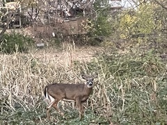 Odocoileus virginianus