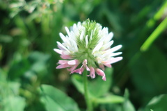 Trifolium ambiguum