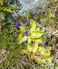Pinguicula