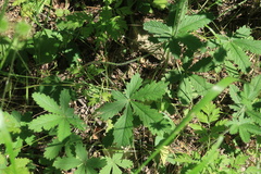 Potentilla thuringiaca