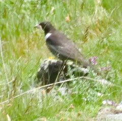 Turdus torquatus