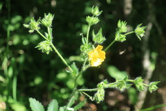 Potentilla thuringiaca