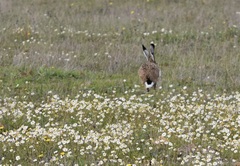 Lepus granatensis