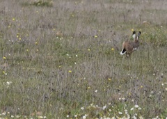 Lepus granatensis
