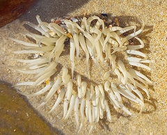 Anthopleura michaelseni