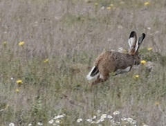 Lepus granatensis