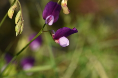Lathyrus digitatus