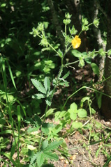 Potentilla thuringiaca