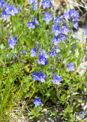 Veronica fruticans