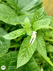 Heliotropium angiospermum