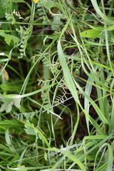 Lepus granatensis