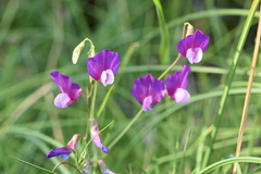 Lathyrus digitatus