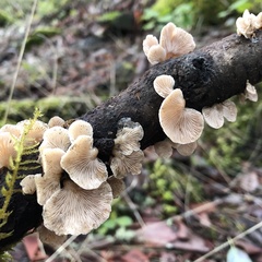 Crepidotus mollis
