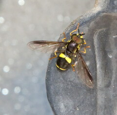Chrysotoxum bicinctum