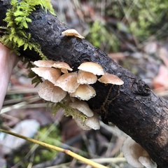 Crepidotus mollis