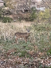 Odocoileus virginianus