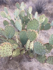 Opuntia engelmannii