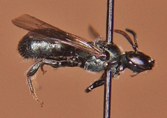 Ceratina dupla
