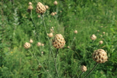 Centaurea orientalis