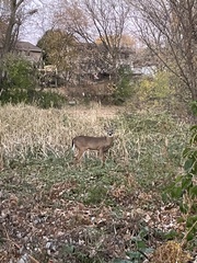 Odocoileus virginianus