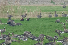 Branta ruficollis