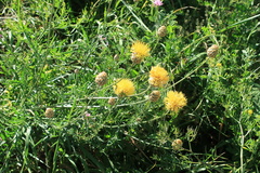 Centaurea orientalis