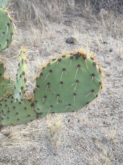 Opuntia engelmannii