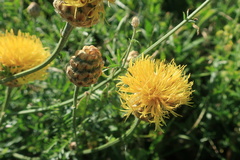 Centaurea orientalis