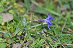 Vinca herbacea